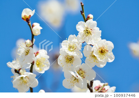 満開の白梅 100937446