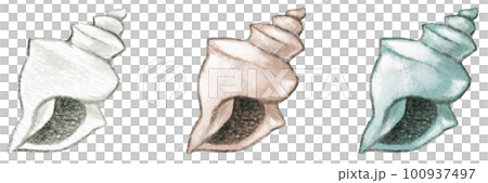 Cute conch shell colored pencil drawing one point set 100937497