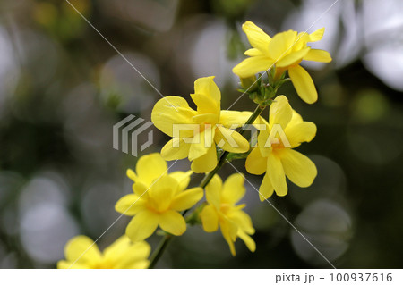 つるのように枝垂れて咲く迎春花・オウバイ つるのように枝垂れて咲く迎春花・オウバイ 100937616
