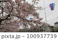【桜開花】横浜市蒔田の満開の桜 100937739