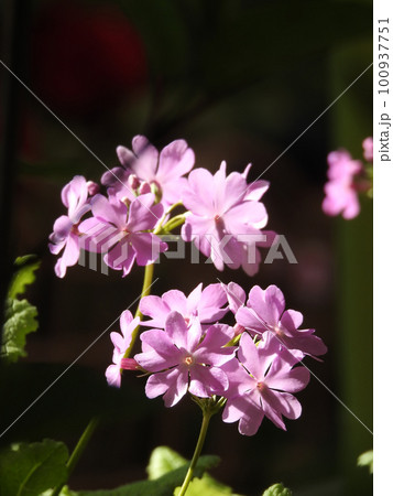 香気の噴燃 香気の噴燃 100937751
