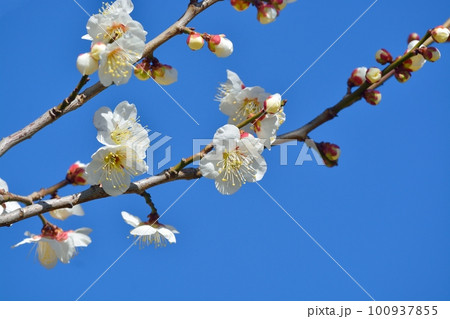 満開の白梅 満開の白梅 100937855