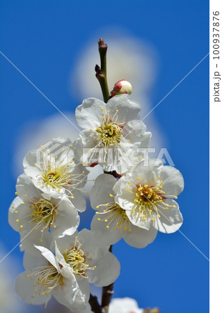 満開の白梅 100937876