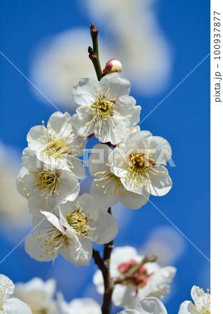 満開の白梅 100937877