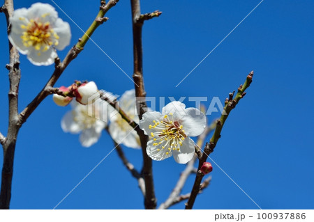 満開の白梅 100937886