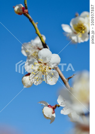 満開の白梅 100937887