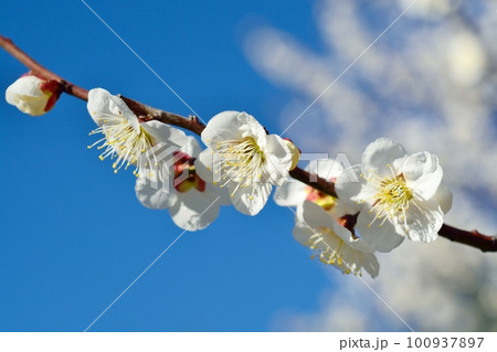 満開の白梅 満開の白梅 100937897