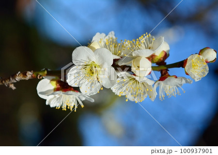 満開の白梅 満開の白梅 100937901