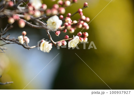満開の白梅 満開の白梅 100937927