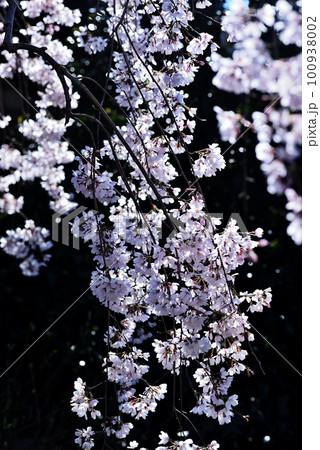 雨に濡れた桜の花、三春滝桜の子孫 100938002