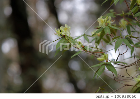 花の色は透き通るようなクリーム色のヒカゲツツジ 100938060