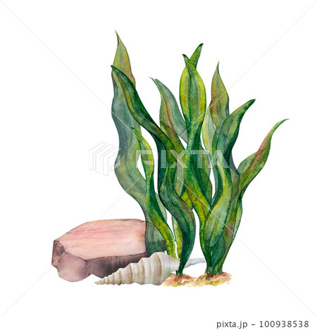 Watercolor drawn underwater set of ribbon algae, bottom pebble, cone shell on white background. Naturally curved leaves slightly moving and contrast to solid stone and seashell. For stickers, print Watercolor drawn underwater set of ribbon algae, bottom pebble, cone shell on white background. Naturally curved leaves slightly moving and contrast to solid stone and seashell. For stickers, print 100938538