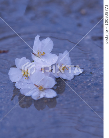 水面に浮かぶ桜の花びら 水面に浮かぶ桜の花びら 100938773