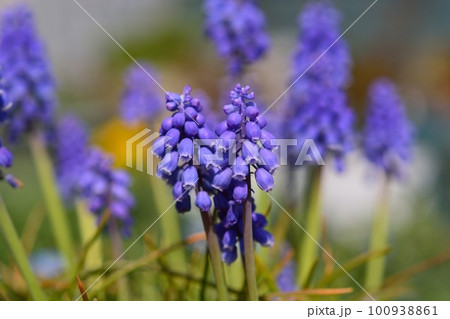 ムスカリ ムスカリ 100938861