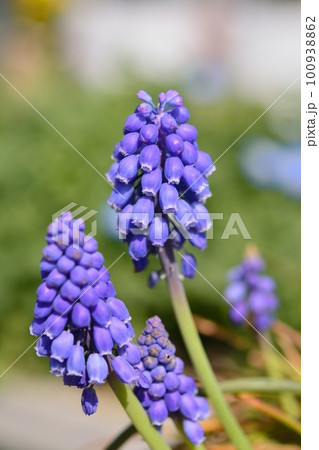 ムスカリ ムスカリ 100938862