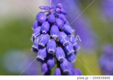 ムスカリ 100938866