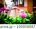 町の花 100938887