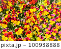 花 100938888