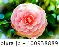 花 100938889
