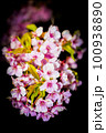 黒バックに浮かび上がる桜 100938890