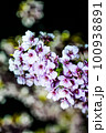 夜桜見物 100938891