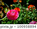 お花 100938894