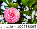 美しいピンクの椿の花 100938895