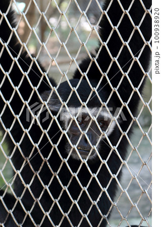 A sad-looking gibbon A sad-looking gibbon 100938920