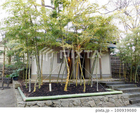 鎌倉 鶴岡八幡宮 神苑ぼたん庭園 亀甲竹 鎌倉 鶴岡八幡宮 神苑ぼたん庭園 亀甲竹 100939080