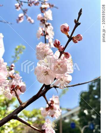 青空に映えるピンクの河津桜 青空に映えるピンクの河津桜 100939108