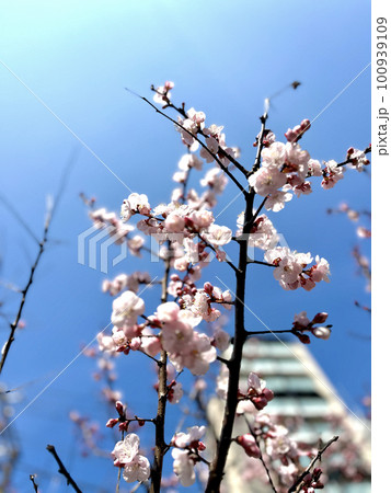 青空に映えるピンクの河津桜 青空に映えるピンクの河津桜 100939109