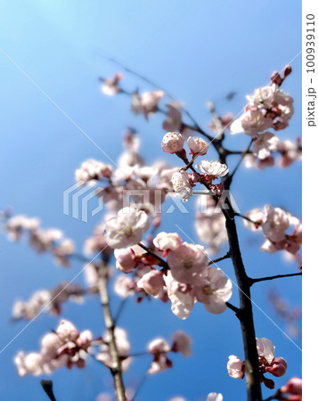 青空に映えるピンクの河津桜 青空に映えるピンクの河津桜 100939110