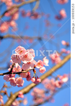 晴海ふ頭公園のおかめざくらの風景 100939153