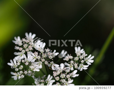 オルレアの花のアップ オルレアの花のアップ 100939277