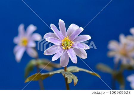 雪割りイチゲ 100939628