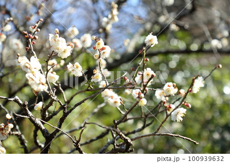 将軍塚青龍殿庭園の梅の花 将軍塚青龍殿庭園の梅の花 100939632