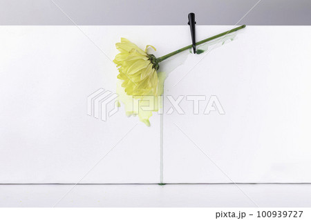 Yellow flower chrysanthemum on white background, watercolour flows down. Concept of occupational burnout. Yellow flower chrysanthemum on white background, watercolour flows down. Concept of occupational burnout. 100939727