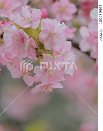 早咲き桜　大塚歳勝土遺跡公園 100939963