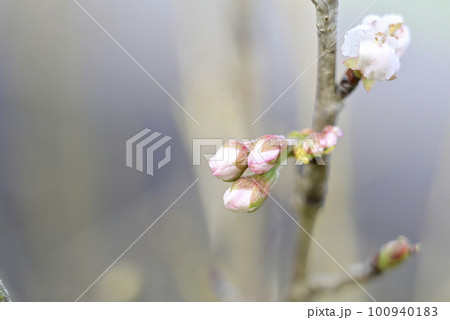 春を告げるサクランボの花 春を告げるサクランボの花 100940183