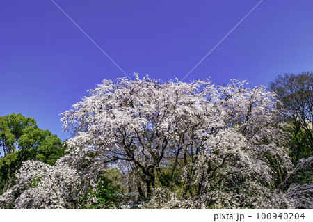 東京都　六義園　満開の枝垂れ桜 100940204