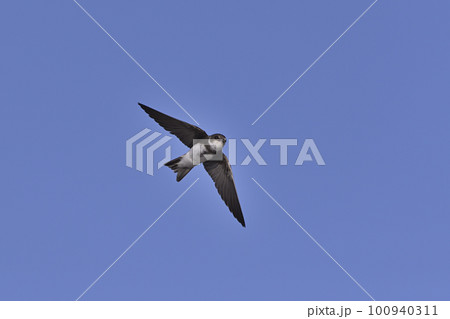 ショウドウツバメ⑪（北海道） 100940311