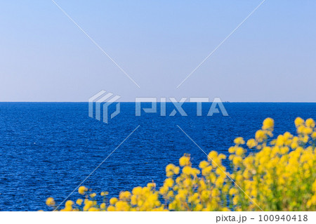 【石川県】日本海を望む菜の花畑 【石川県】日本海を望む菜の花畑 100940418