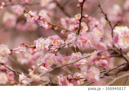 咲き始めた梅の花 咲き始めた梅の花 100940817