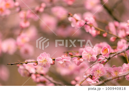 春の訪れを告げる梅の花 春の訪れを告げる梅の花 100940818