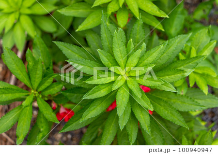ホウセンカの鮮やかな緑色の葉 100940947