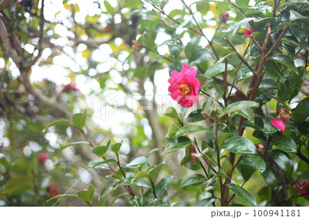 寂光院参道の山茶花 寂光院参道の山茶花 100941181