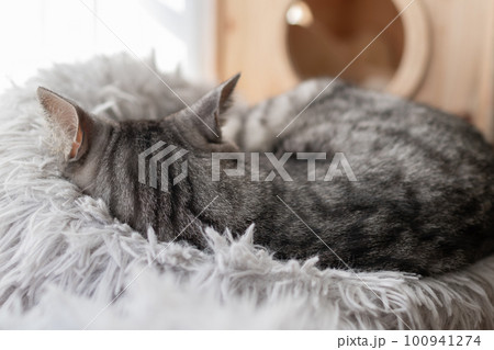 眠る猫 サバトラ猫 眠る猫 サバトラ猫 100941274