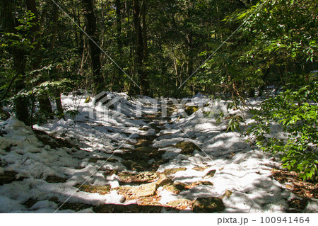 白い雪が残る登山道 白い雪が残る登山道 100941464