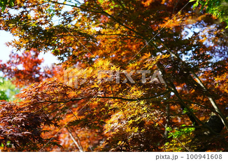 紅葉色づく季節 100941608