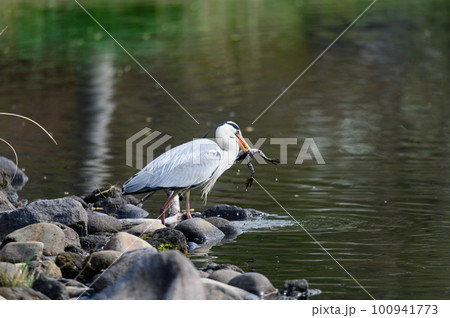 カエルを銜えたアオサギ 100941773